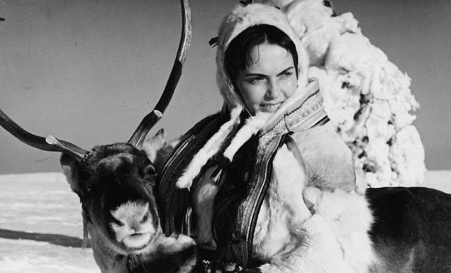 The White Reindeer