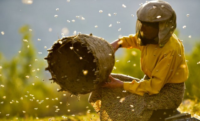 Honeyland