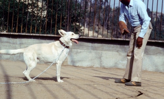 White Dog